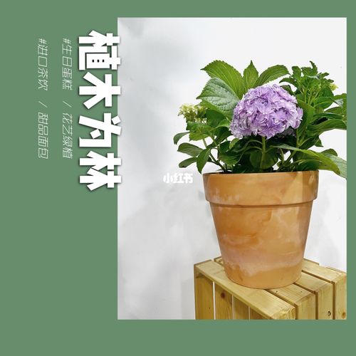 徐州花店|上新|花神绣球|淡紫色_花店_烘焙_甜品_花束_绿植_花艺_蛋糕