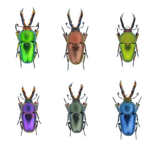 行走的"彩宝"---印尼金锹 | 肆养上新|成虫|甲虫_网易