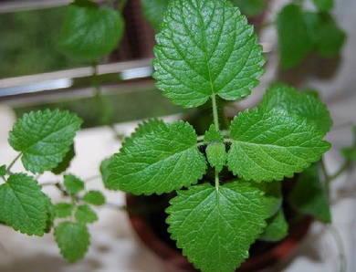 家庭香草种植方法简介