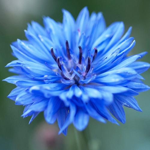 花卉种子草坪籽阳台园艺家庭庭院春夏秋四季包邮 蓝色矢车菊种子