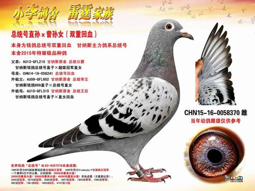 甘纳斯总统号精品回血种鸽(双重回血) 保证金级 拍卖