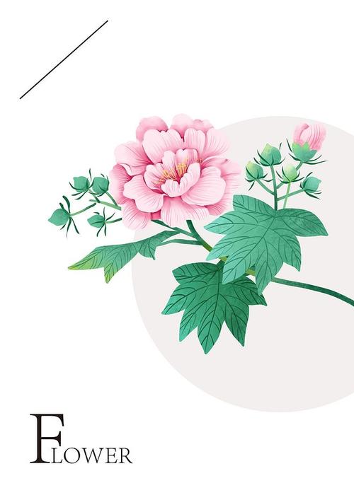 水彩插画 芙蓉花
