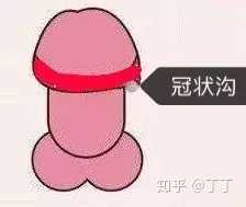 2.用 右手食指由冠状沟向尿道口 螺旋上升刺激龟头.出现射精感觉后.