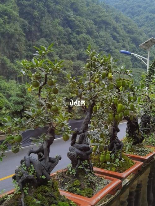 这四盆金弹子能过万吗_长阳艺廷盆景园攻略_盆景_家居