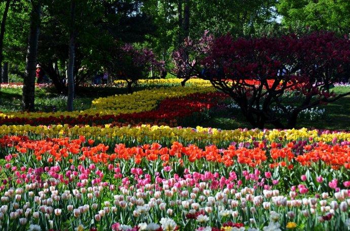 这里的春天最美丽(一)——实拍2016北京植物园郁金香