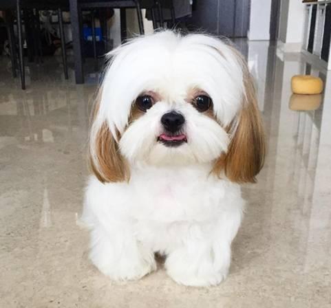 中国名犬大盘点而呼声最高的中华田园犬竟然不是一个品种