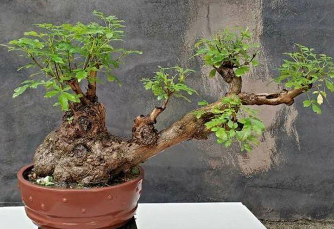 山上黄荆树桩,简单几个步骤,就能养成古朴苍劲的盆景