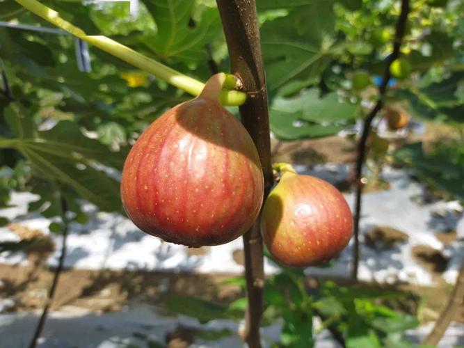 【全国农业产业强镇建设之特色农产品】生命之果——无花果"甜蜜"来袭