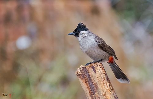 冬季拍鸟——白喉红臀鹎
