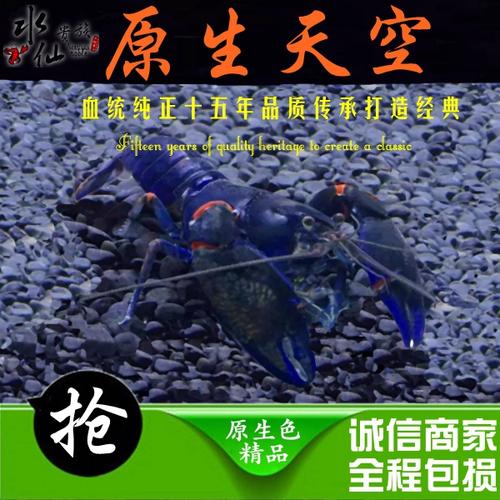 喜欢原生天空蓝魔鳌虾的还喜欢