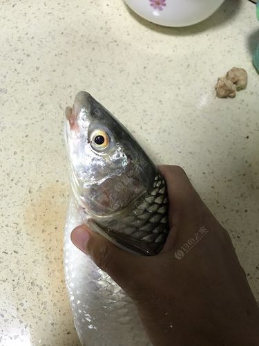 大师们看看是鲮鱼还是泰国鬼?今晚上的认不出来