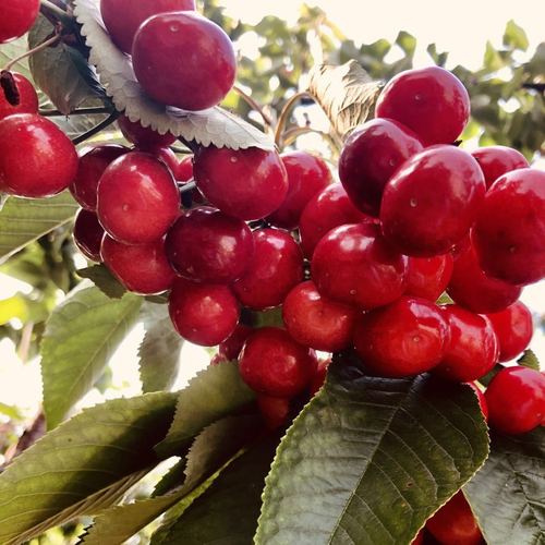 5斤大连旅顺樱桃美早梅枣美枣s级大果饱满包售后本地