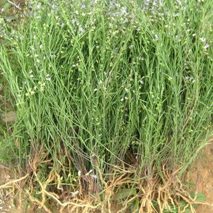 野生全远志 全草茶 安神花草茶 安神祛痰 乳房肿痛消炎 苦远志 新品