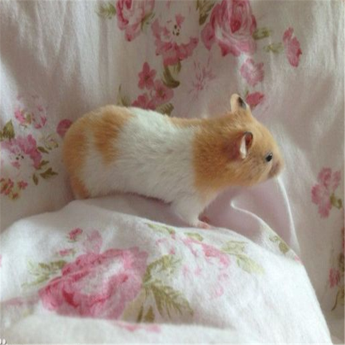 仓鼠银狐布丁金丝熊奶牛熊眼圈熊虎纹熊公公婆婆宠物活体仓鼠宝宝三线