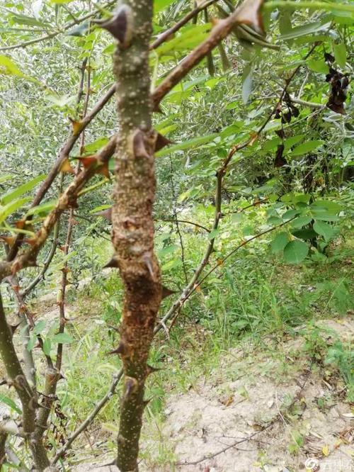 专家好!我们这里的花椒树老是出现死的状态,这是什么病,怎么防治