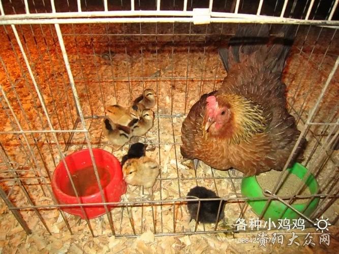 8月农场随拍记录农场的跑山鸡本月可以开售啦