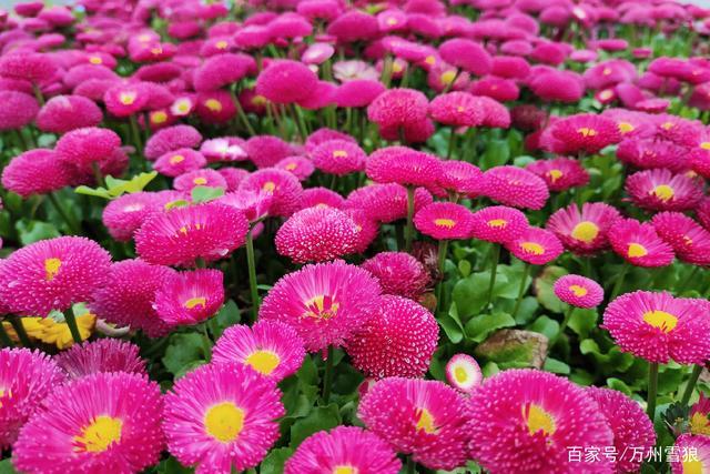 阳春三月 百花盛开