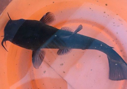 鮰鱼是什么鱼和鲶鱼有六大区别