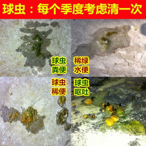 对球虫引起的鸽精神沉郁,羽毛松乱,食欲不振,腹泻,便血或粪便早期呈