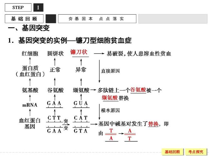 基因突变的实例——镰刀型细胞贫血症 基础回顾 考点探究