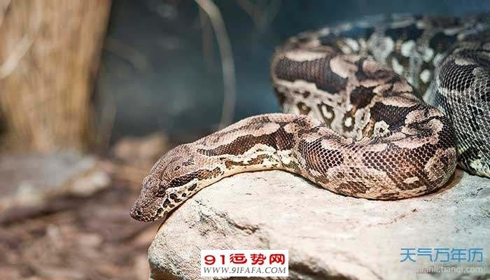 生肖蛇女什么出生日子最好命 属蛇女几日出生大富大贵