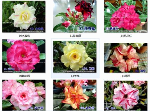 群芳重瓣沙漠玫瑰嫁接苗混色裸根发货非边远地区满百发货