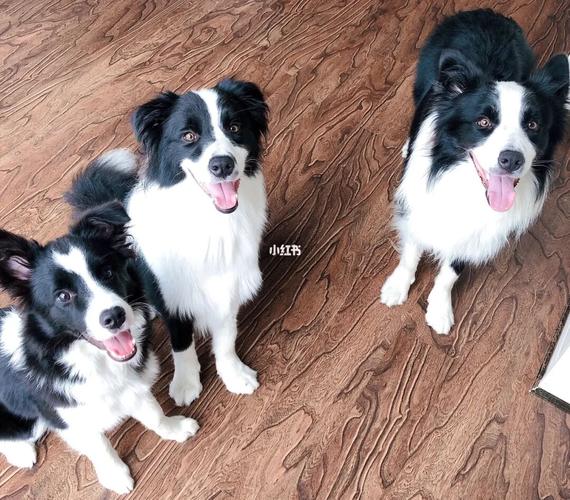 谈一谈边牧脱敏的那点事(一)_边境牧羊犬_狗狗_新手_成都攻略_宠物