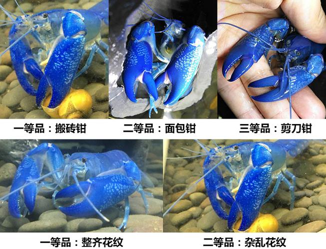 澳系德系100%纯血人工天空蓝魔虾苗大型蓝色观赏螯虾活体合窝种虾_7折