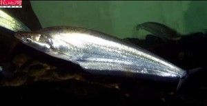 活体斑马鸭嘴鱼月光海象鱼帝王虎鲸鱼黑白鸭嘴鱼东沙鸭嘴 热带鱼