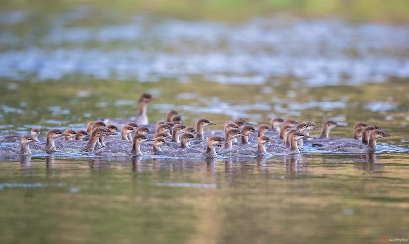 罕见的大群中华秋沙鸭幼鸟