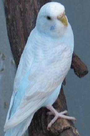 白色虎皮鹦鹉 幼鸟鹦鹉 宠物活体 一对包邮