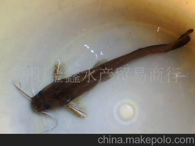 供应淡水水产/鱼~~石扁头/牛尾巴/石板头
