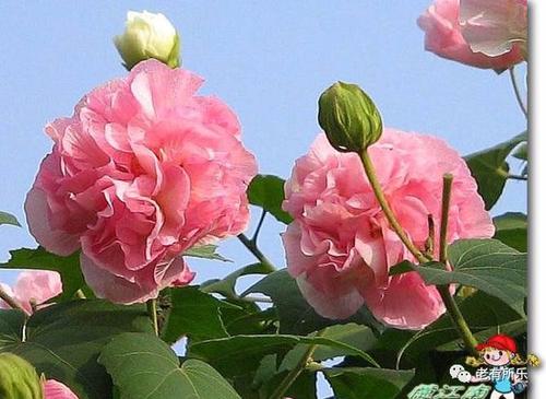 贵阳市市花兰花