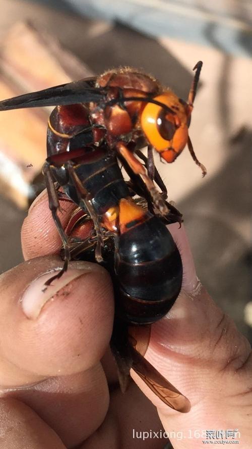 虎头蜂马蜂胡蜂的不同马蜂与虎头蜂怎么分别