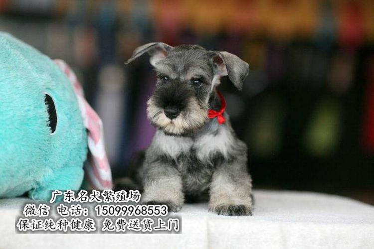 雪纳瑞  详细说明:广州买雪纳瑞价格,广州哪里有卖雪纳瑞    我们犬场