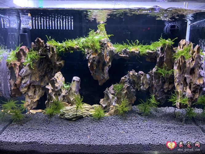 鱼缸造景效果图之松皮石造景图集及方法
