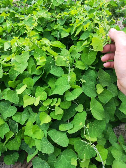 防己粉土木香种苗