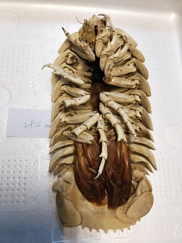 标本 大王具足虫 ダイオウグソクムシ bathynomis giganteas 294mm