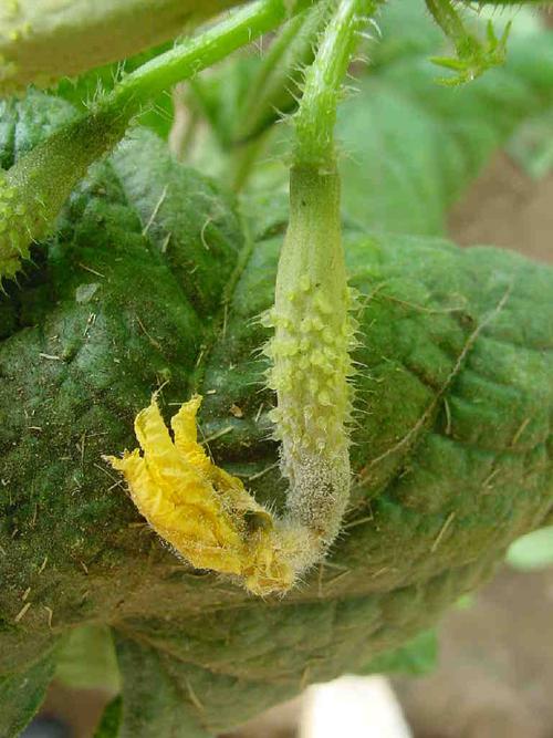 黄瓜灰霉病的发病症状与防治方法