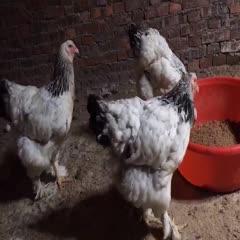 鸡苗 婆罗门鸡一个月脱温苗
