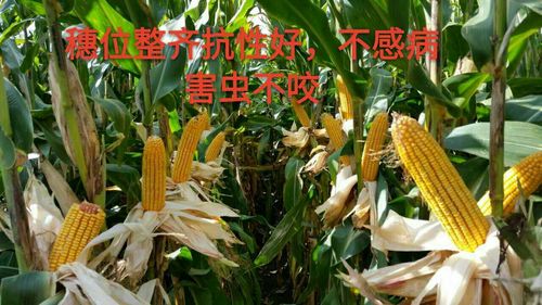 玉米好品种——吉单66