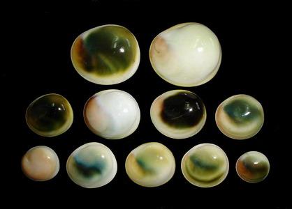 展开全部 这是海里的,是蝾螺的口盖, 这些是其它蝾螺的口盖图片