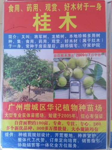 桂木树大袋苗,桂木树1米苗,桂木树中苗,桂木嫁接苗