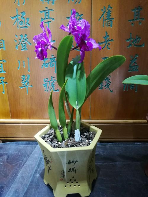 洋兰又称热带兰它的种类很多如卡特兰蝴蝶兰大花蕙兰石斛兰文心兰兜兰