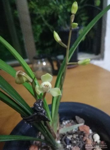 建兰 中华水仙