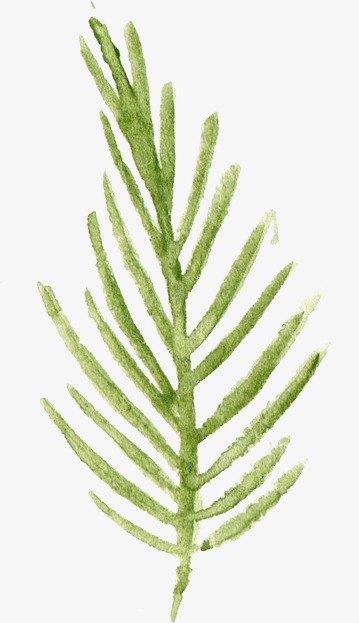 绿色水杉叶子水彩图水杉树叶子简笔画