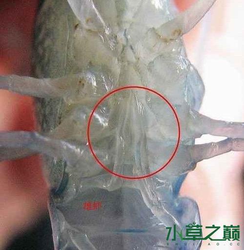 鳌虾怎么分公母