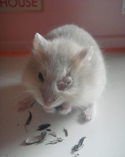 宠物图集奶茶仓鼠