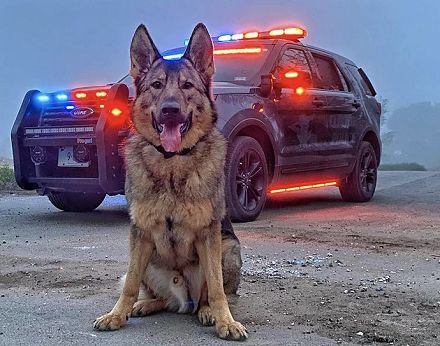 警犬的超强反差表面是勇猛战士背后却是个宠娃狂魔