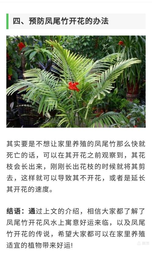 家有风尾竹 开花寓吉祥 写美篇         今年夏天,朋友送几株凤尾竹栽